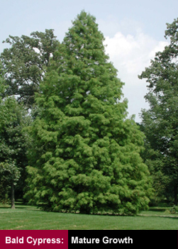 Bald Cypress