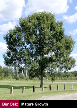 Bur Oak