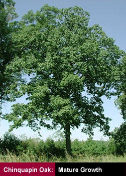 Chinquapin Oak