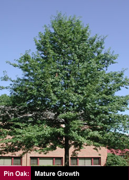 Pin Oak