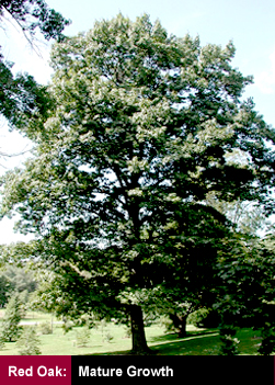 Red Oak