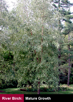 River Birch