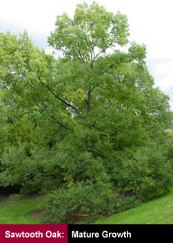 Sawtooth Oak