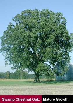 Swamp Chestnut Oak