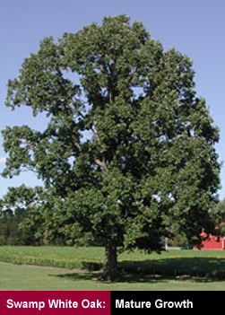 Swamp White Oak