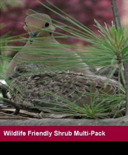 Wildlife Friendly Shrub Multi-Pack