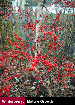 Winterberry